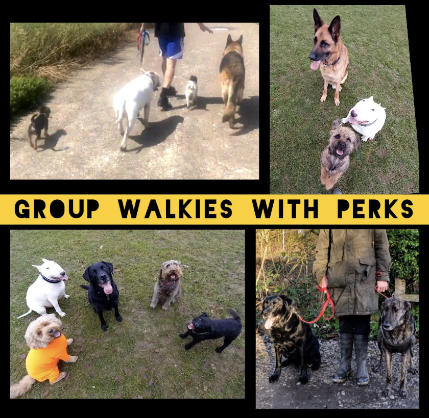 Walkies With Perks Dog Training