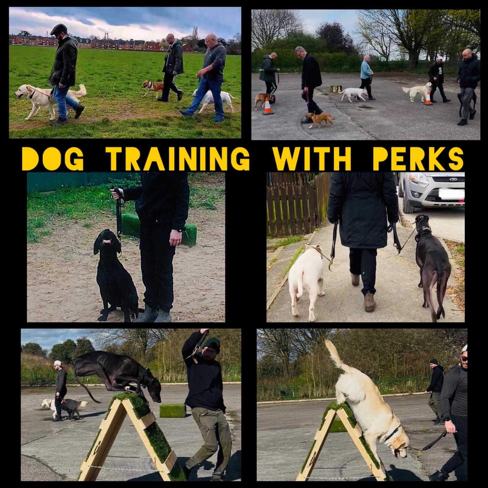 Walkies With Perks Dog Walking Reports