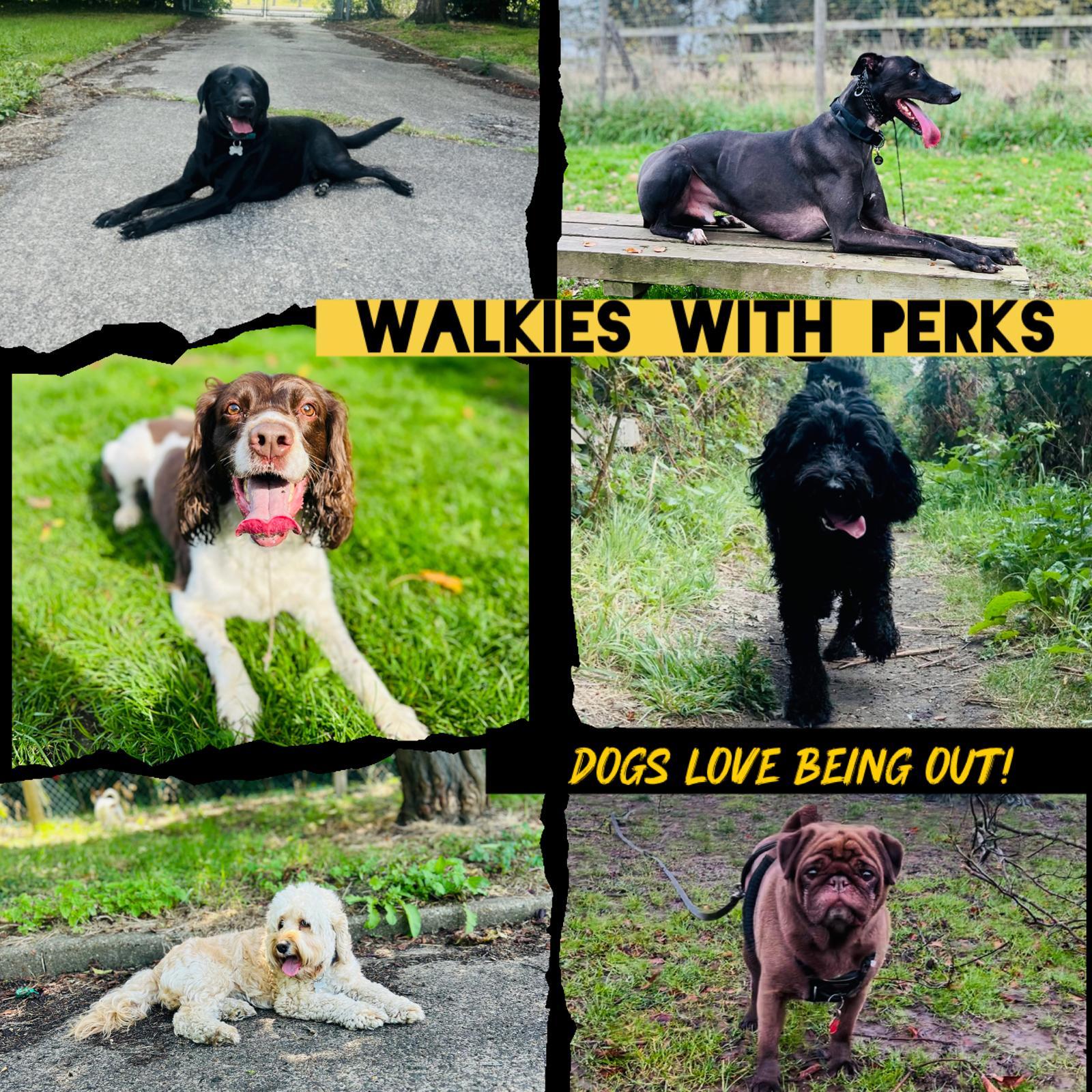 Walkies With Perks dog