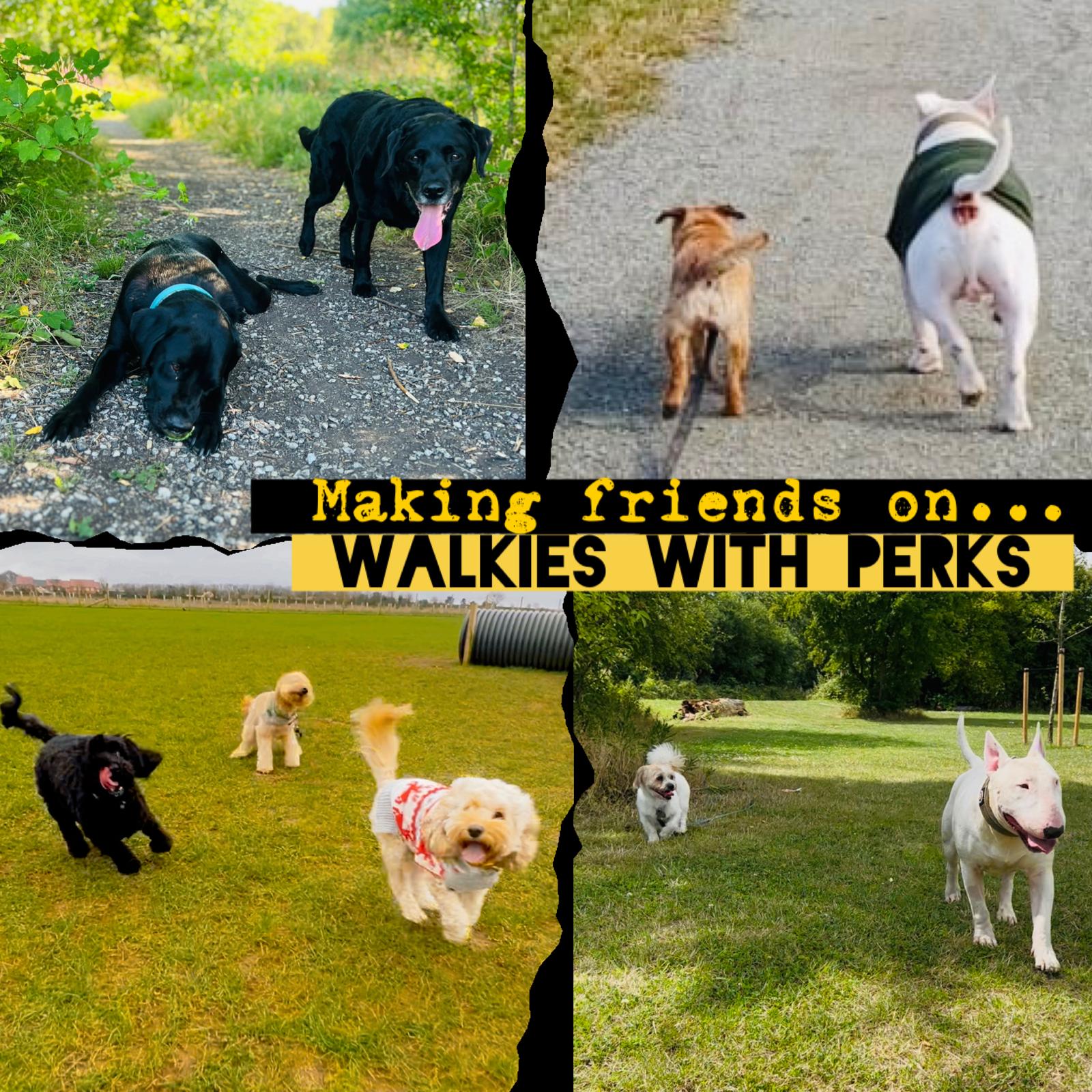 Walkies With Perks dog