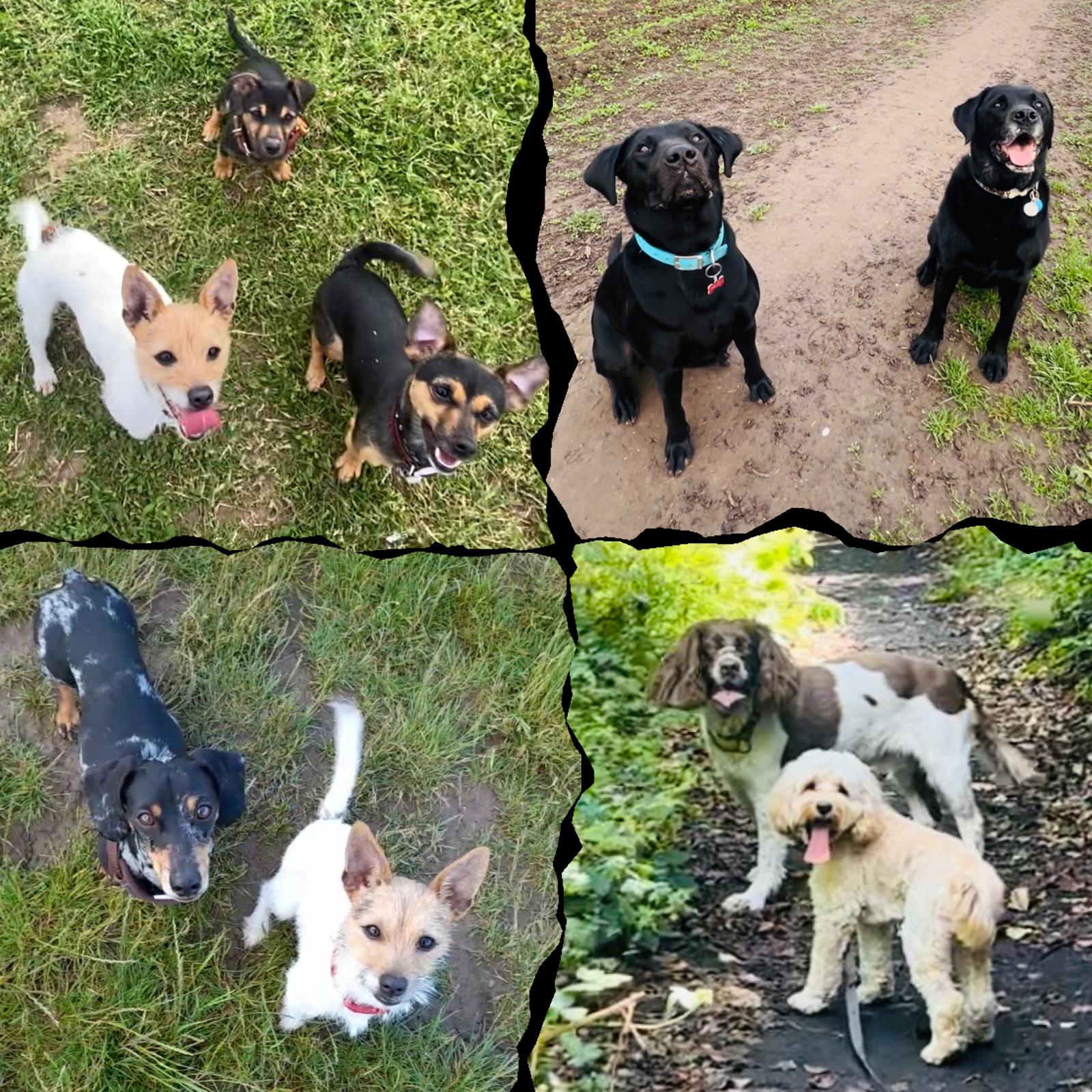 Walkies With Perks dog