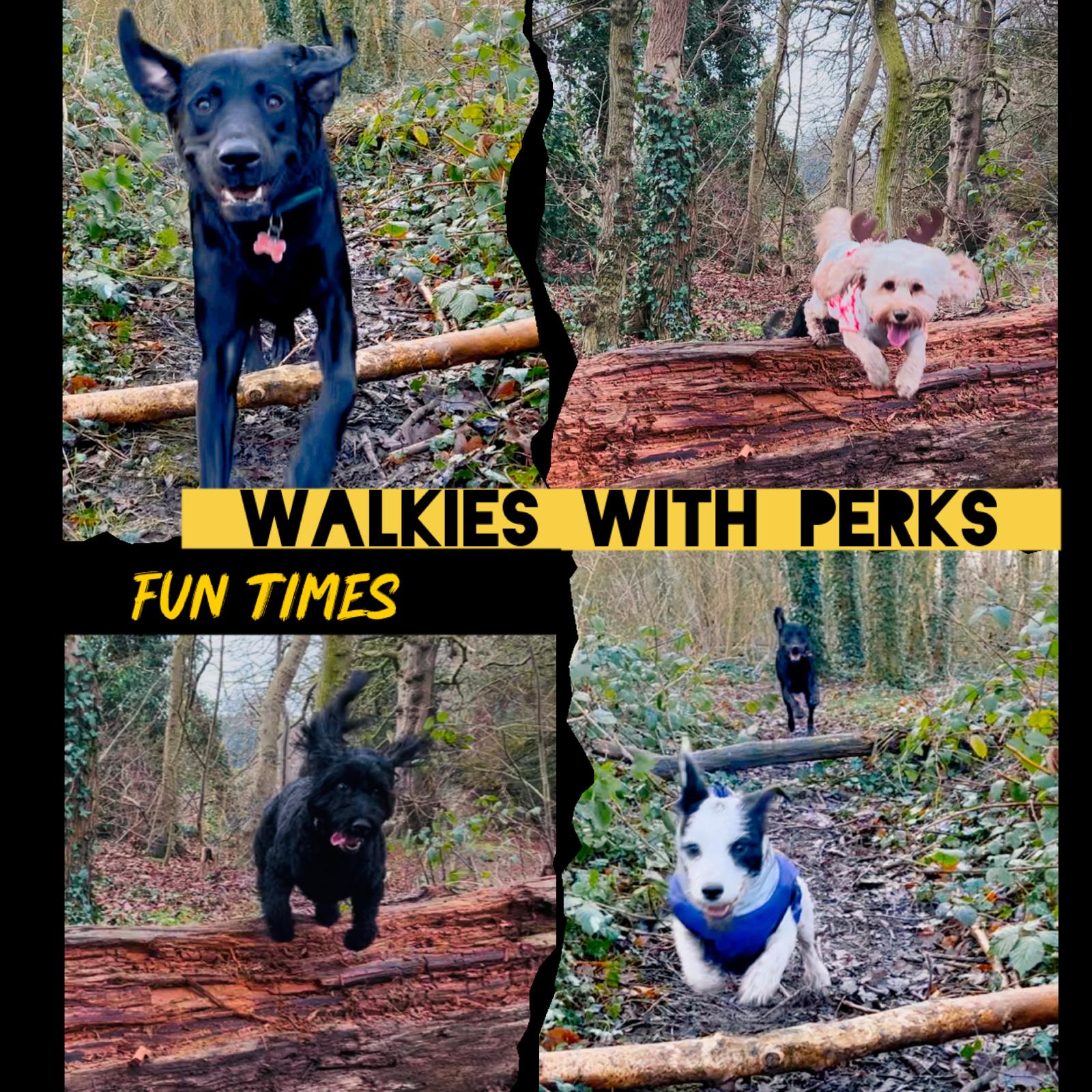 Walkies With Perks dog