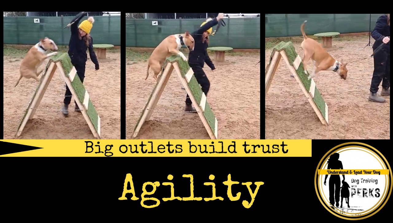 Walkies With Perks dog