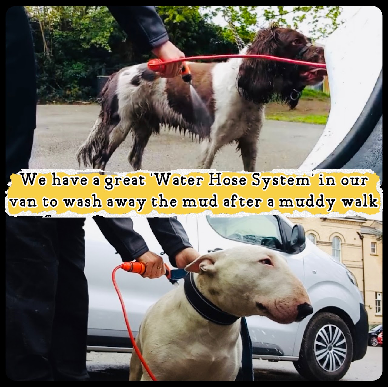 Walkies With Perks dog