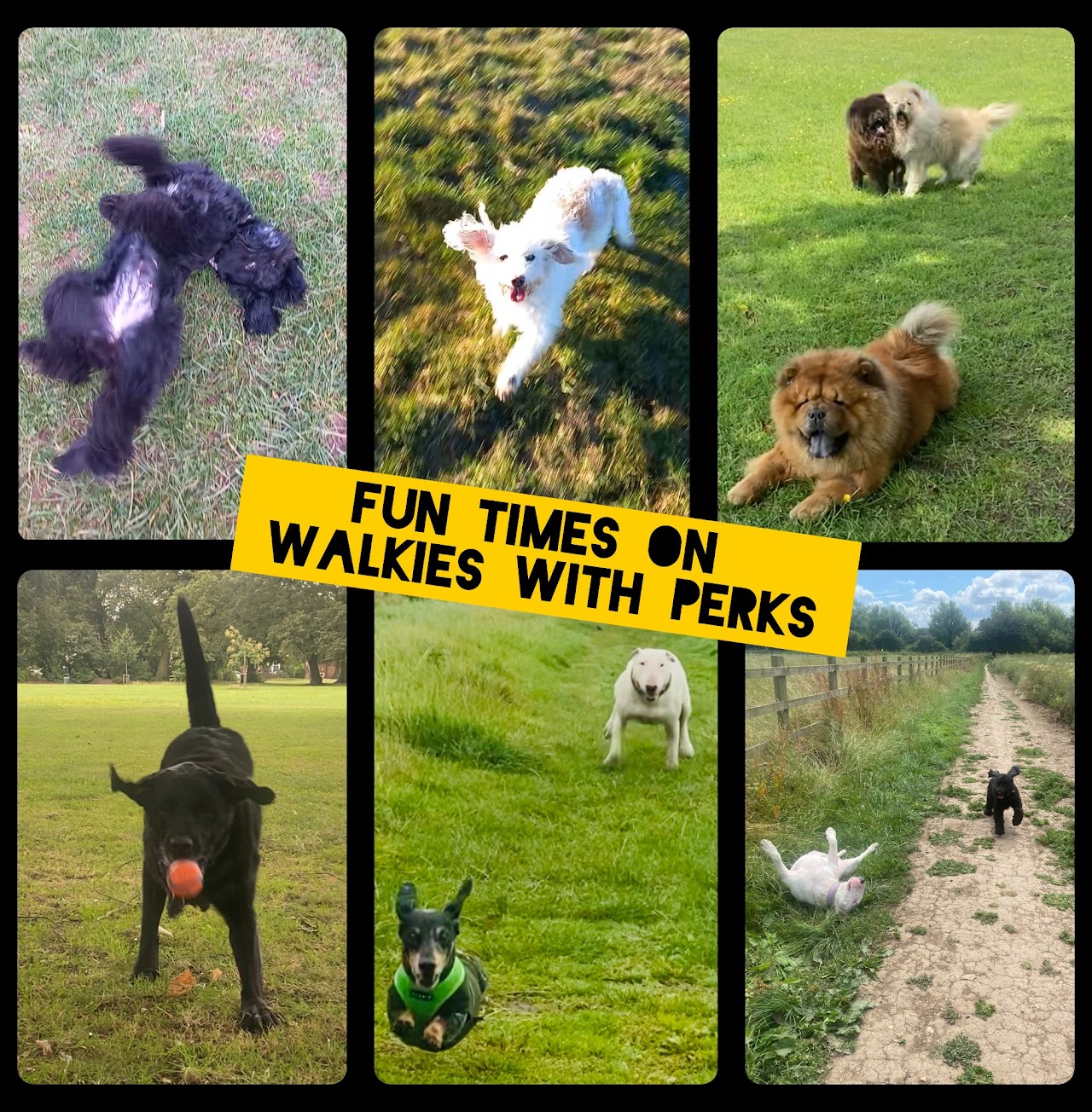 Walkies With Perks dog