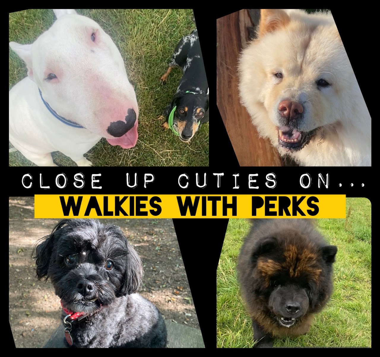 Walkies With Perks dog