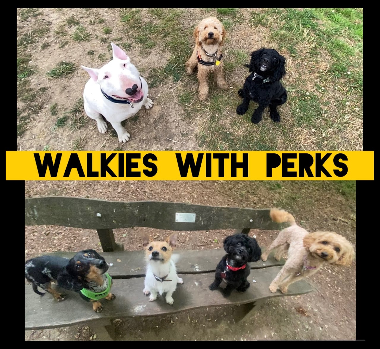 Walkies With Perks dog