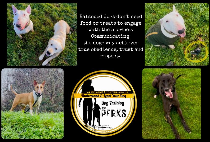 Walkies With Perks dog