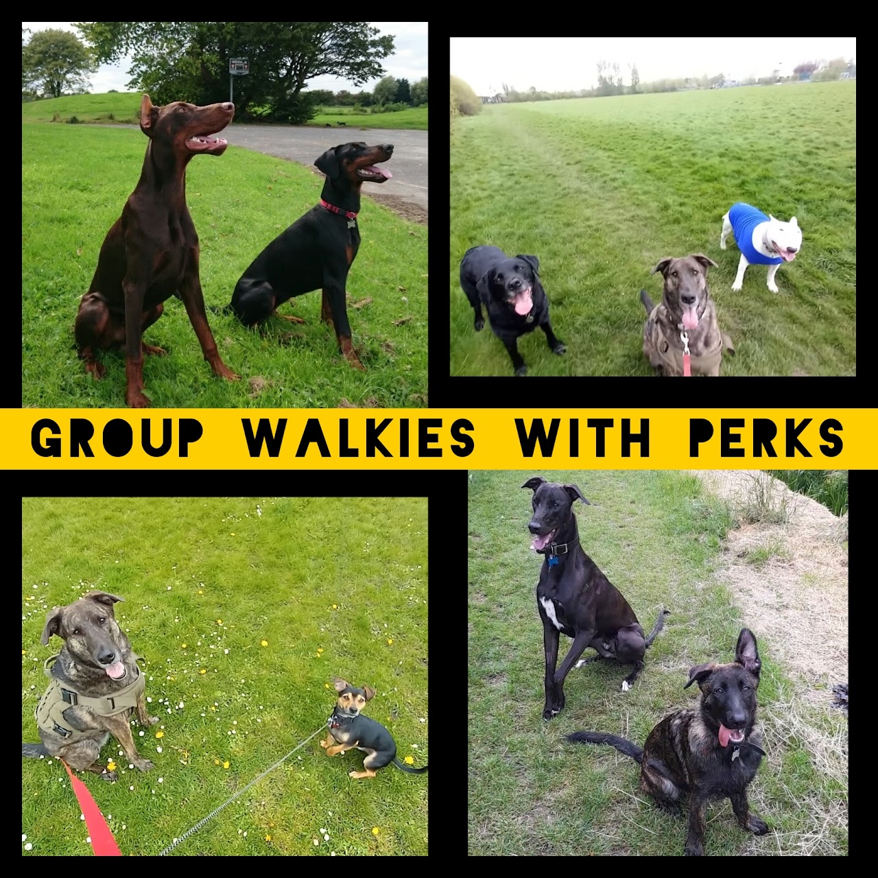 Walkies With Perks dog