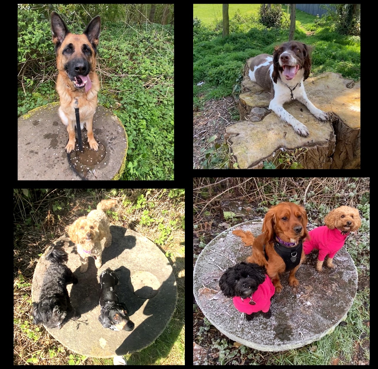 Walkies With Perks dog