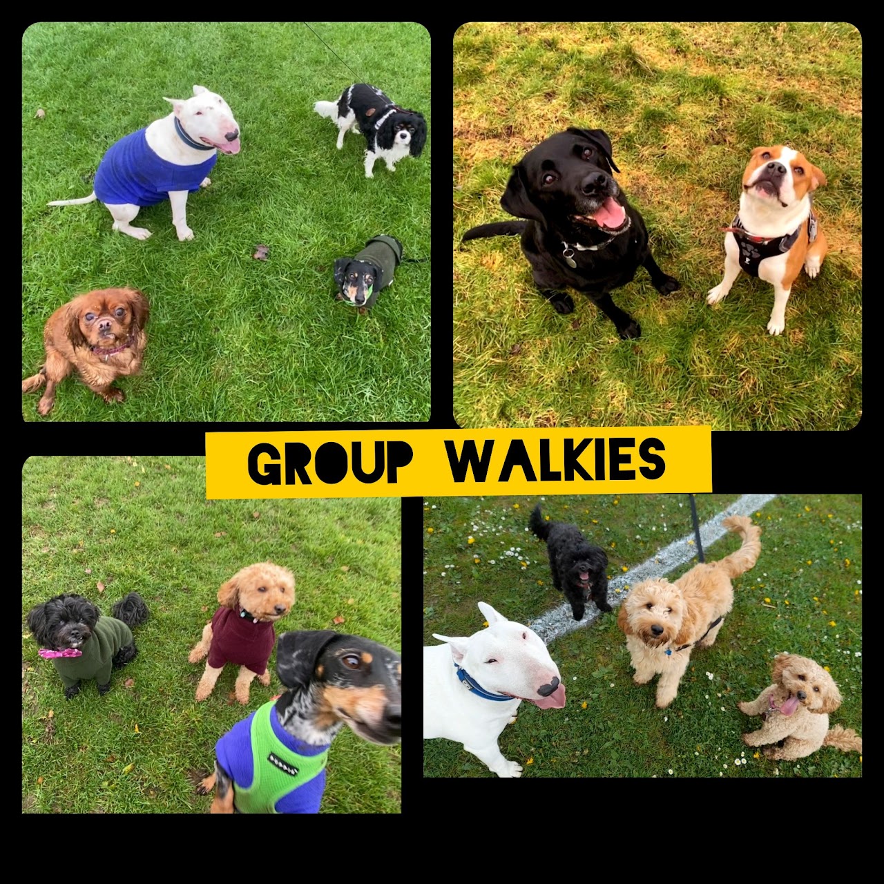 Walkies With Perks dog