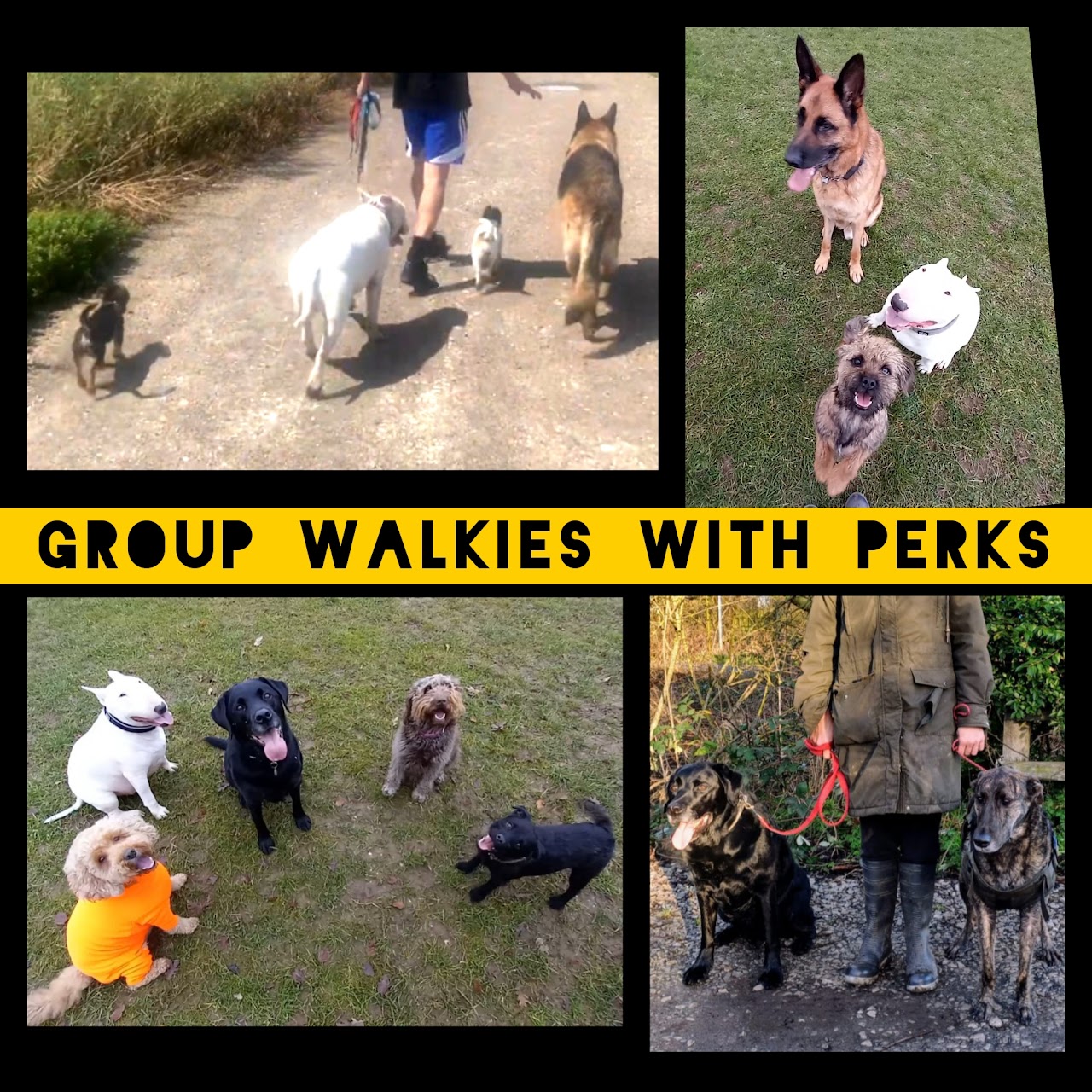 Walkies With Perks dog