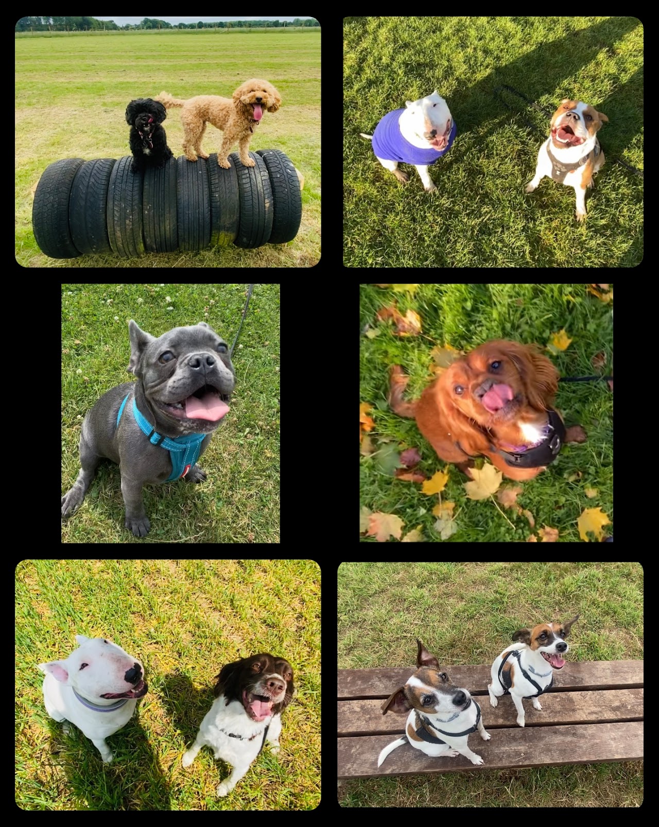 Walkies With Perks dog