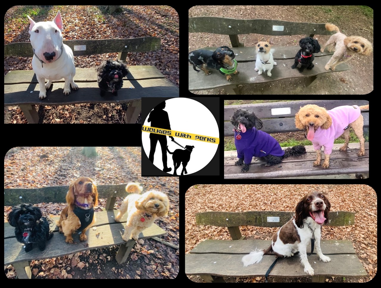 Walkies With Perks dog