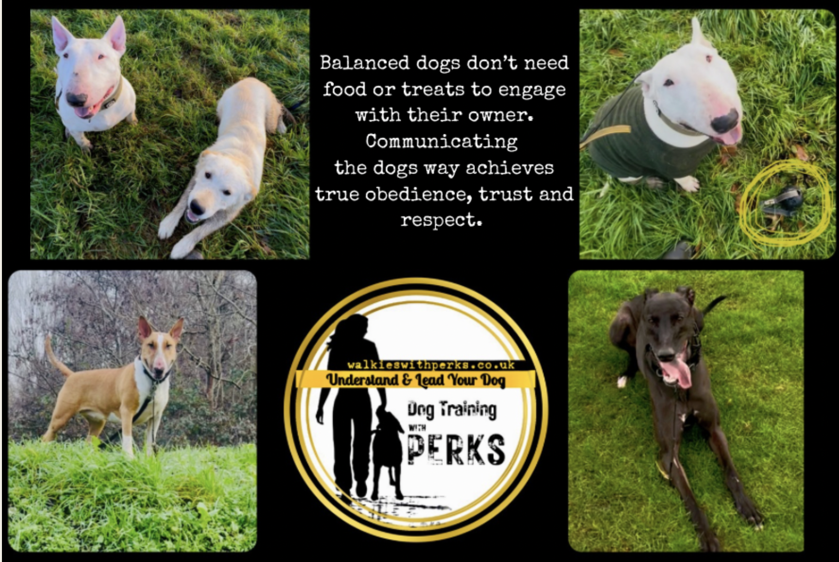 NeMo Dog Training Hull