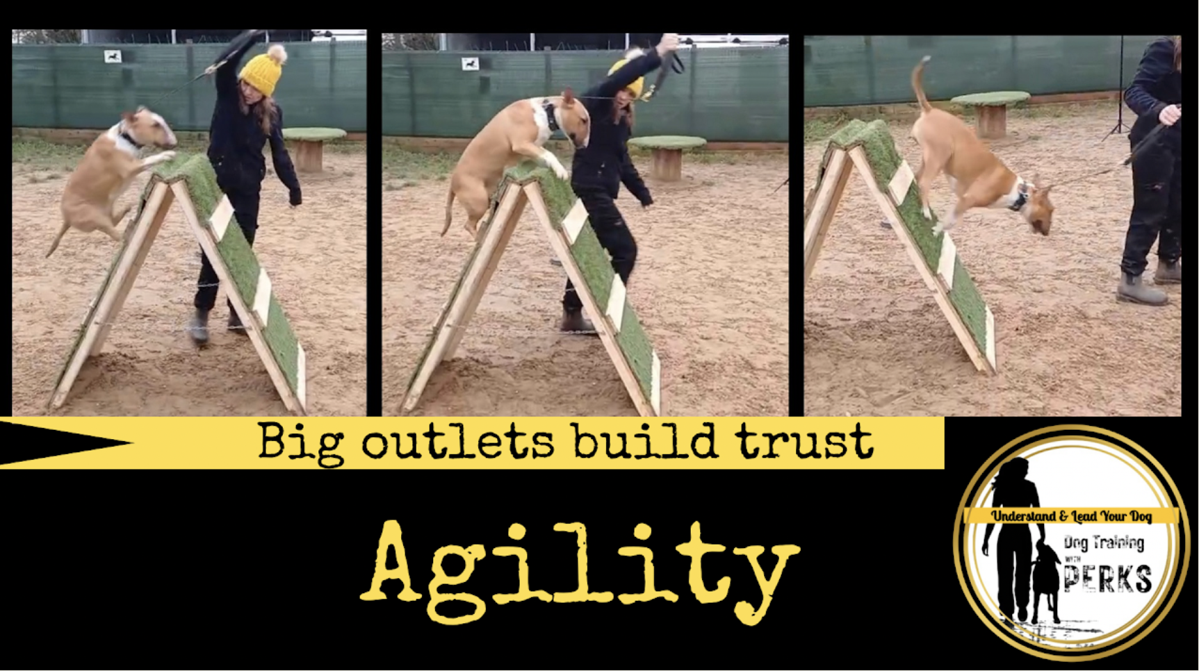 Dog Training Session Hull