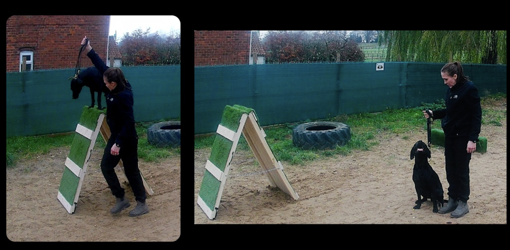 Walkies With Perks Dog Training