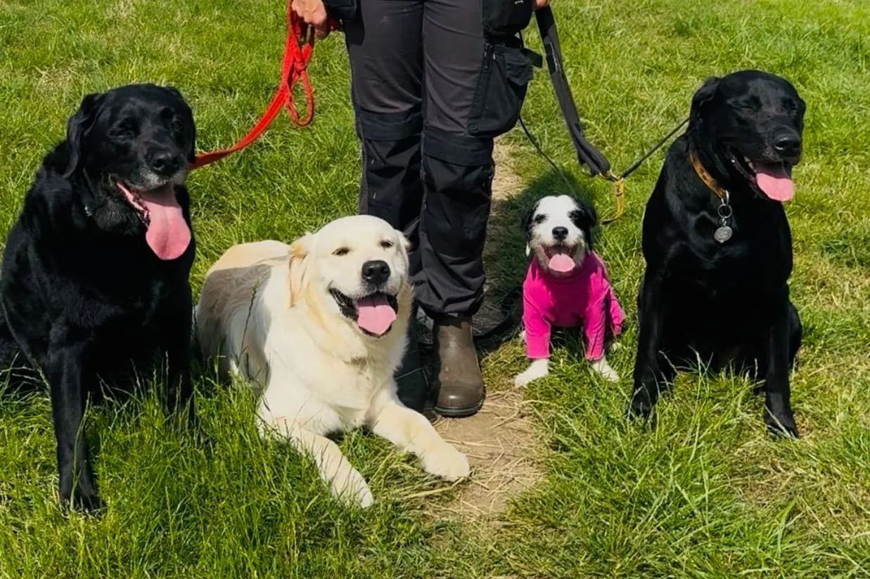 Walkies With Perks dogs on a walk