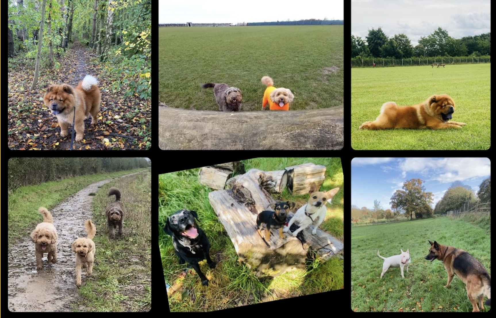 Dog Walking Hull - Walkies With Perks