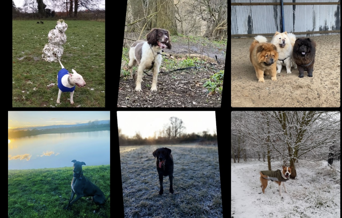 Wide variety of dog walking locations in Hull