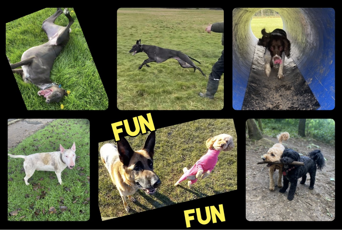 Fun group dog walks Hull